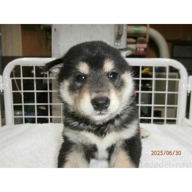 成約済の大阪府の柴犬-396761の7枚目